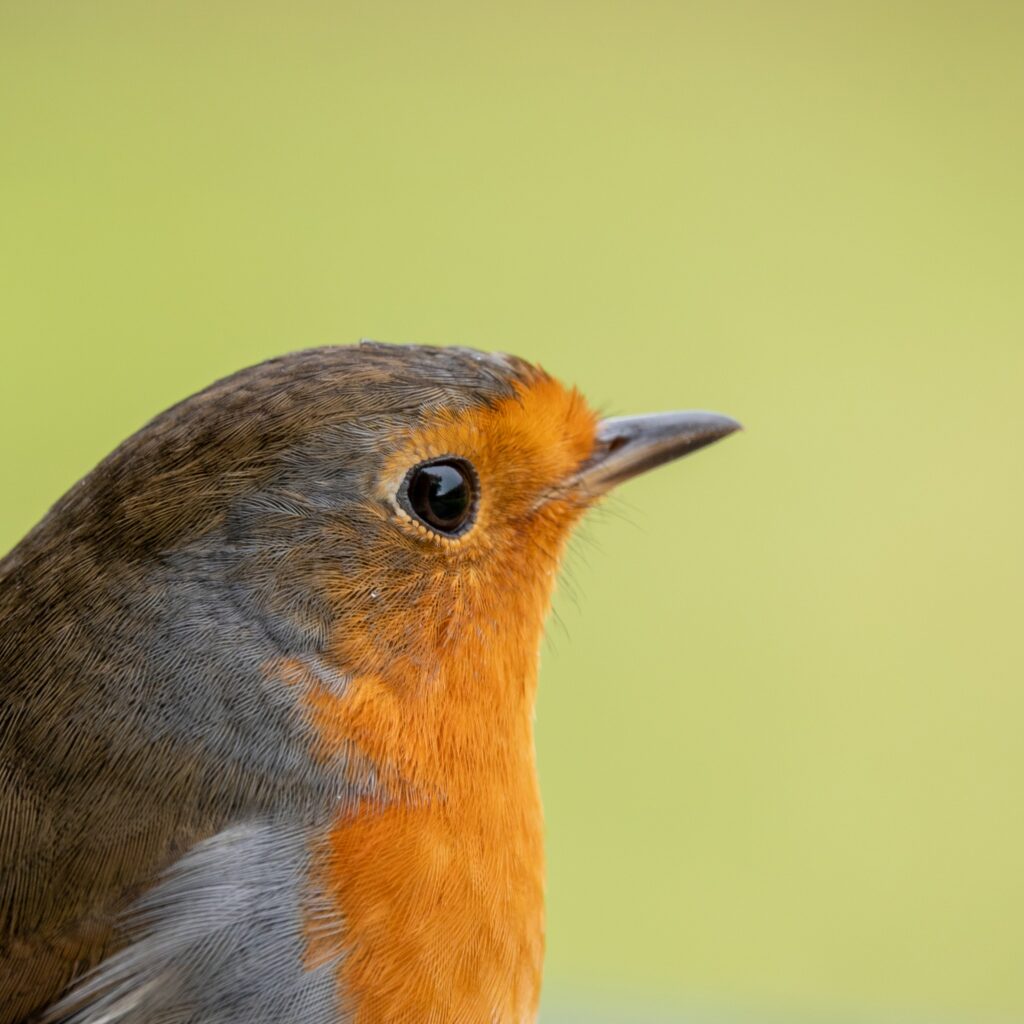 Alex Marrero Miami bird photography